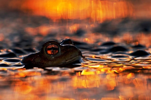 „Eye of a toad”, 2013 / fot. Łukasz Bożycki