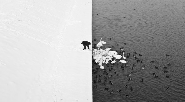 Nagrodzone zdjęcie: A Man Feeding Swans in the Snow / fot. Marcin Ryczek